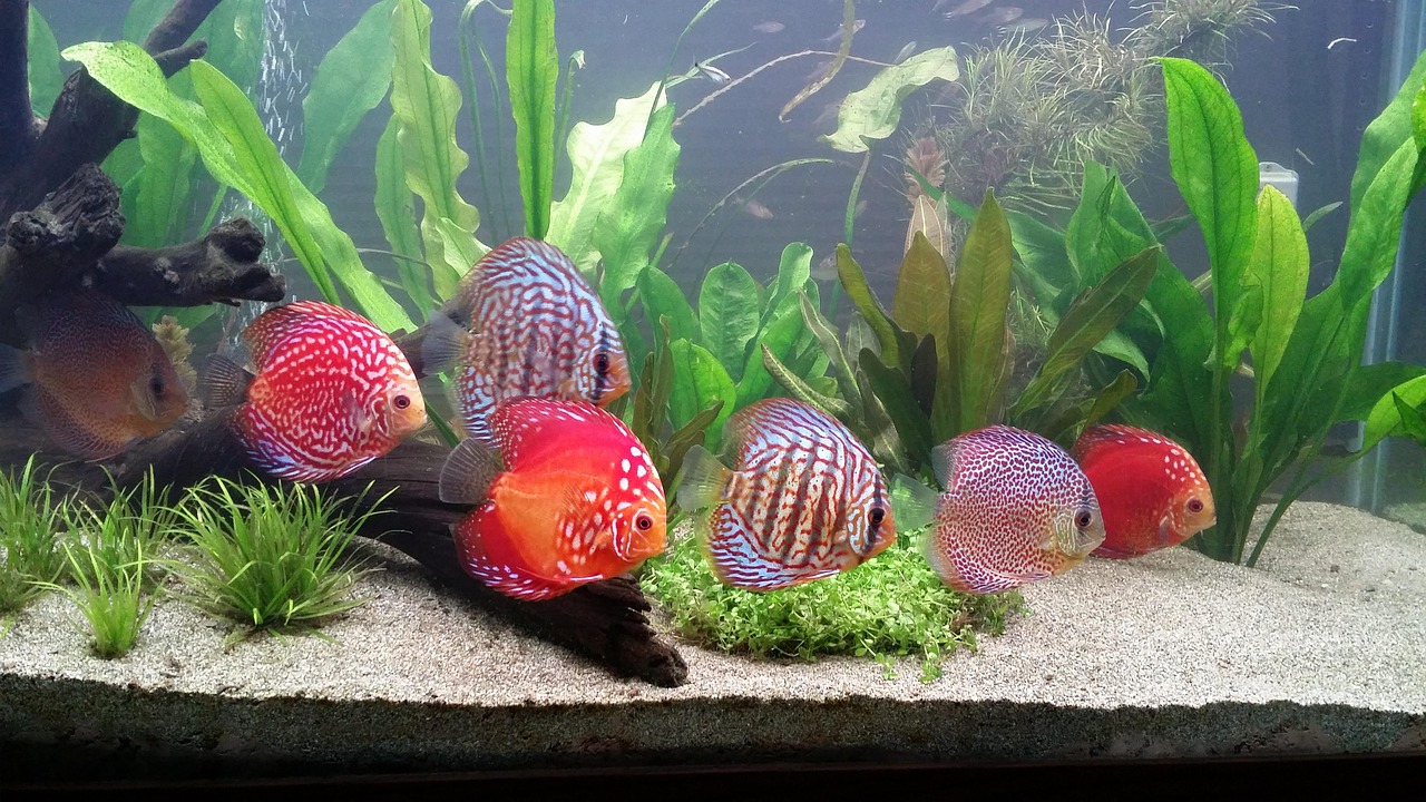七彩神仙鱼饲养指南，打造水族箱中的绚丽风景