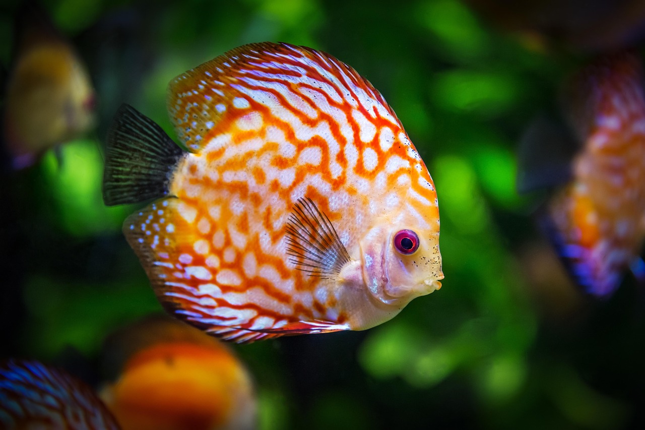 养好七彩神仙鱼的诀窍，打造水族箱中的绚丽风景